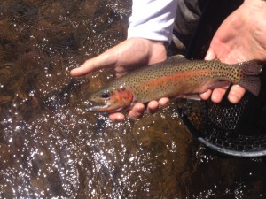 Rainbow trout from the Friyingpan River in Colorado, caught on a Phillipson bamboo rod