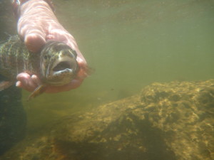 A rainbow caught with an 8'6 Phillipson PowrPakt, made in 1951, is released back into the Fryingpan River in Colorado.
