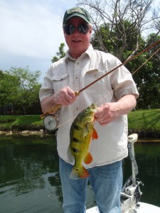 Peacock bass caught in Florida with an 8'6" Phillipson Paramount rod from the late 1940s. The reel is a Montgomery Ward Sport King, made by the Ocean City company of Philadelphia at about the same time.