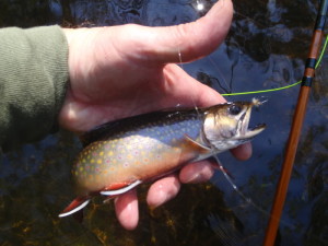 Beautiful wild brook trout caught with an 8' Heddon Black Beauty, one of the longtime Michigan tackle company's most popular fy rods.